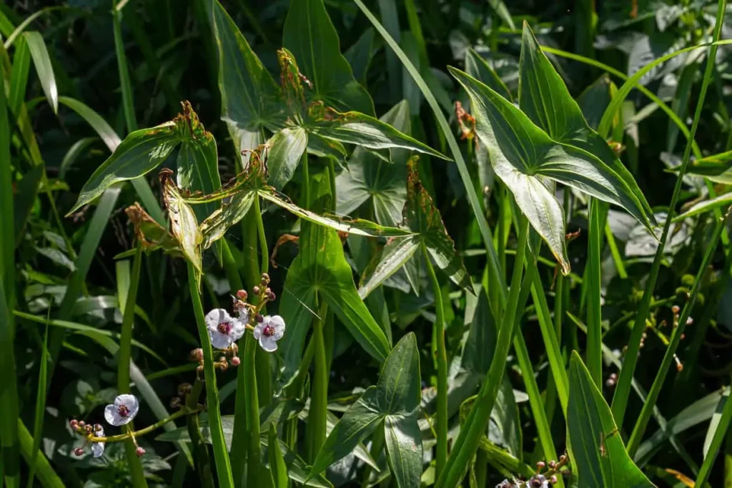 11 Plants That Will Attract Dragonflies To Your Garden This Spring ...